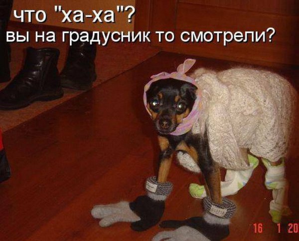 Мой хозяин идиот