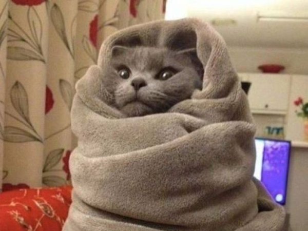 Укутанная в плед