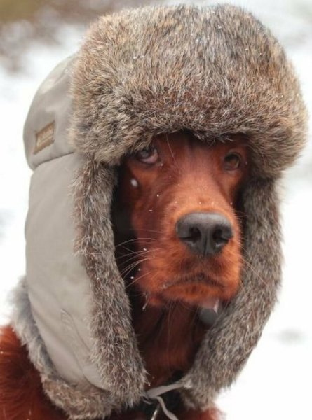 Собака в шапке зимой
