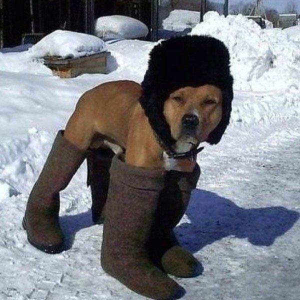 Собака в ушанке и валенках