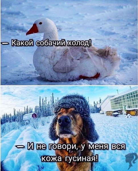 Доброе морозное утро юмор