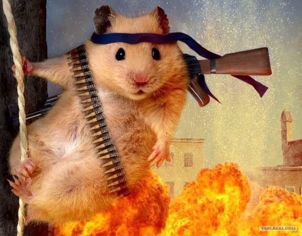 Боевой хомяк
