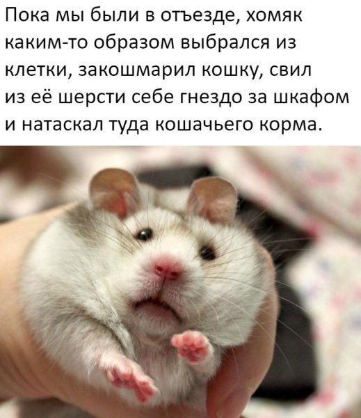 Хомяк злится