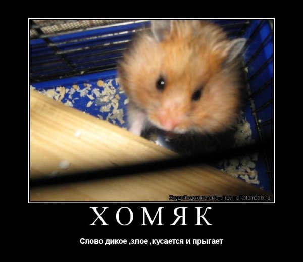 Злой хомяк