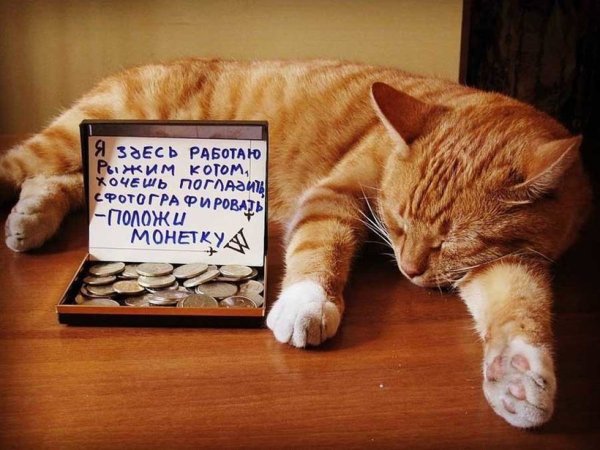 Кошка в работе прикольные