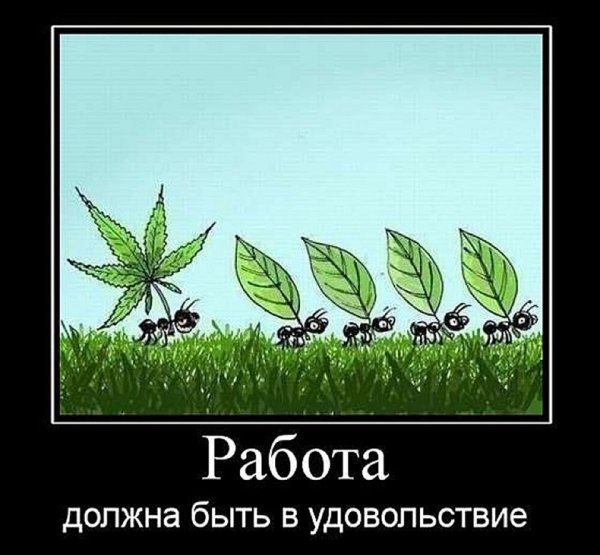 Работа должна быть в удовольствие муравьи