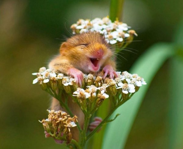 Мышь в цветах