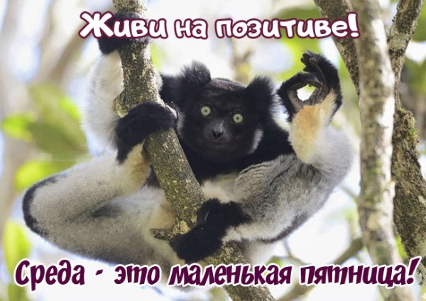 Открытки со средой прикольные