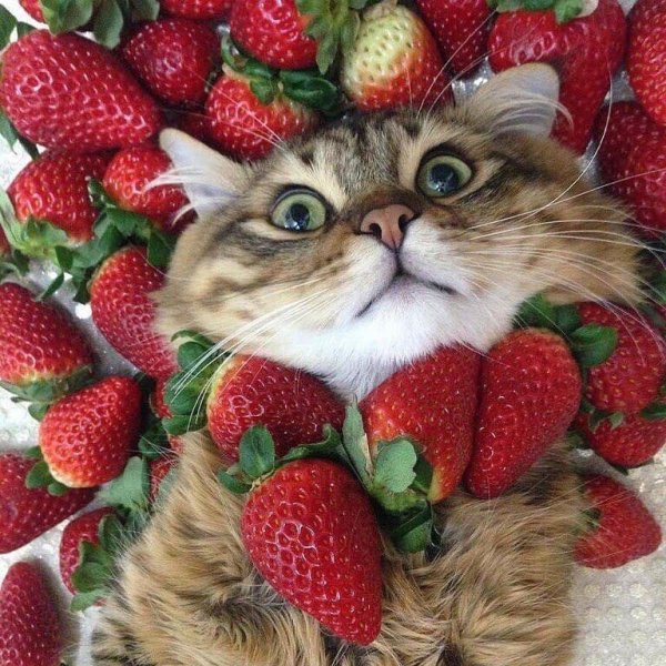 Кот клубника