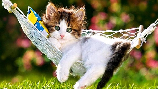 Красивые котята