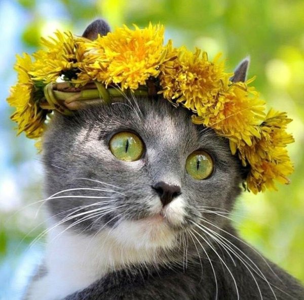 Кошка Весна