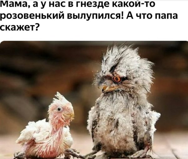 Смешные птенцы