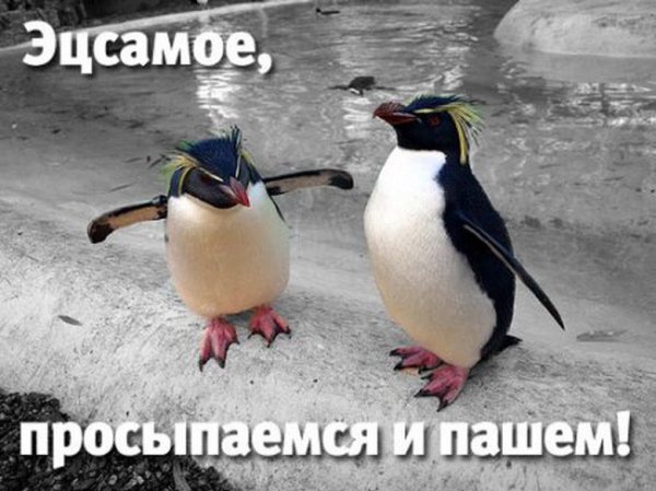 Смешные поздравления с добрым утром