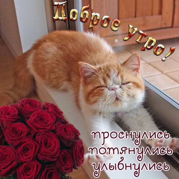 Открытки с добрым утром прикольные
