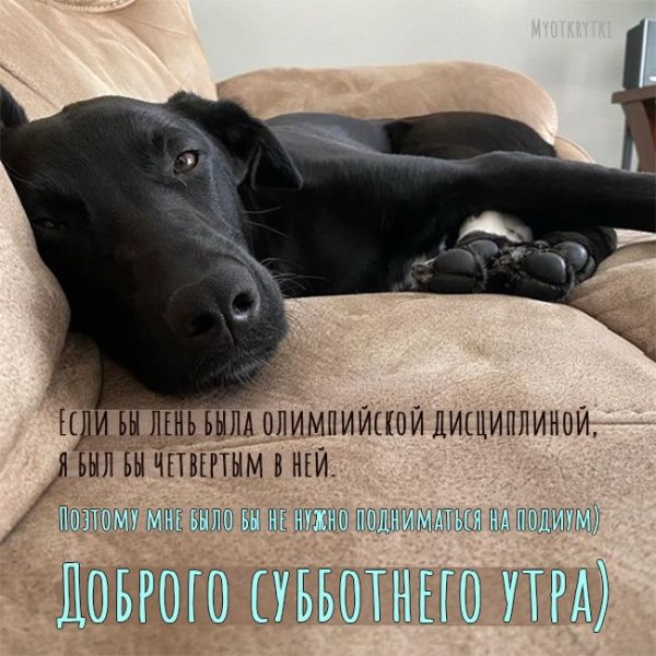 Доброе утро собаки