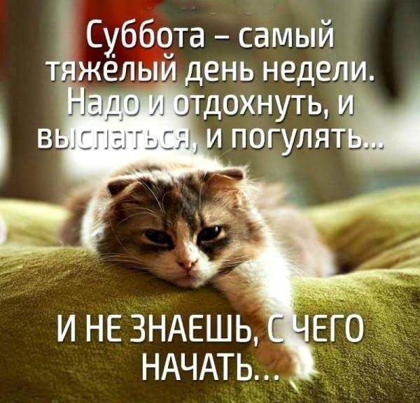 Поздравления с субботой прикольные в картинках