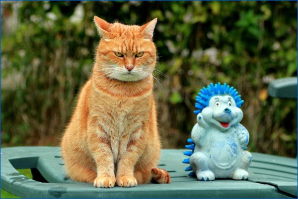 Смешной кот