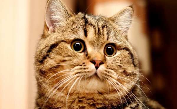 Котики фото