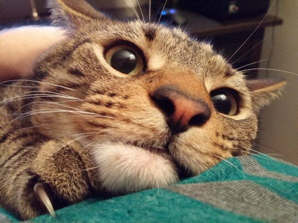 Прикольный кот