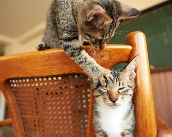 Веселые коты