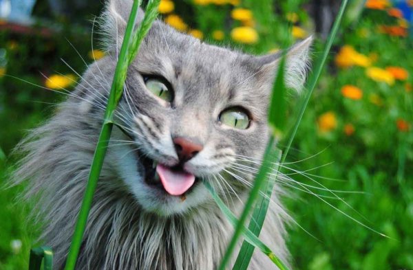 Прикольные коты