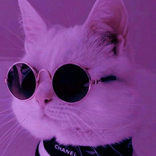 Кот в очках