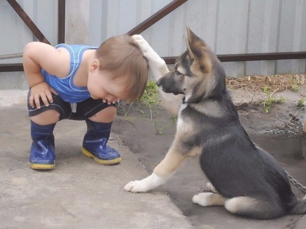 Юмор с животными и детьми