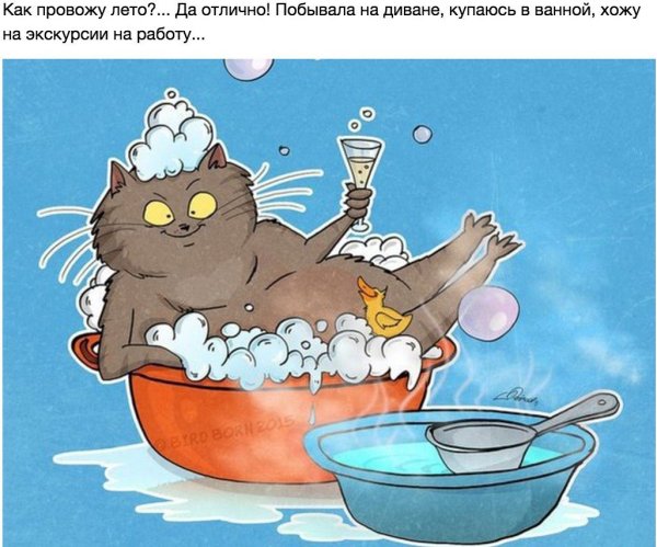 Смешные коты рисунки