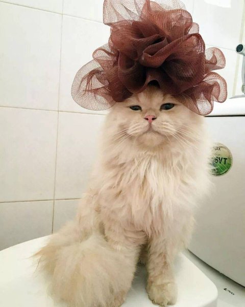 Котик с хвостиком на голове
