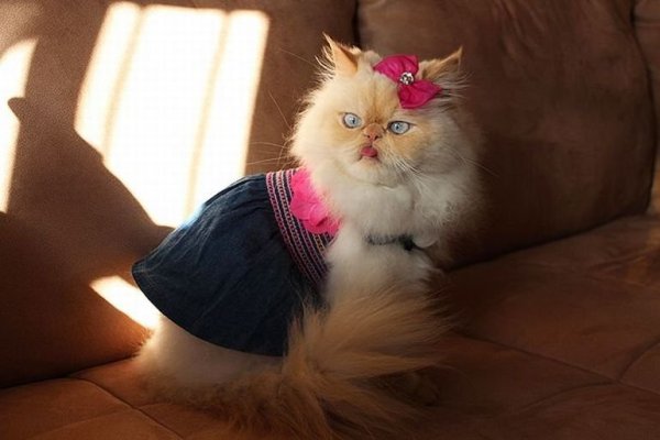 Котенок с бантом
