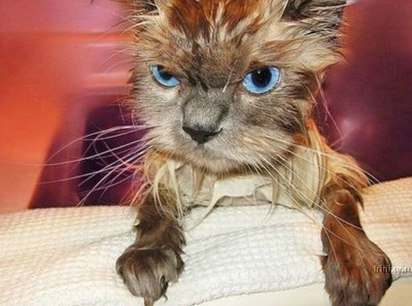 Злая мокрая кошка