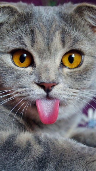 Котенок с языком