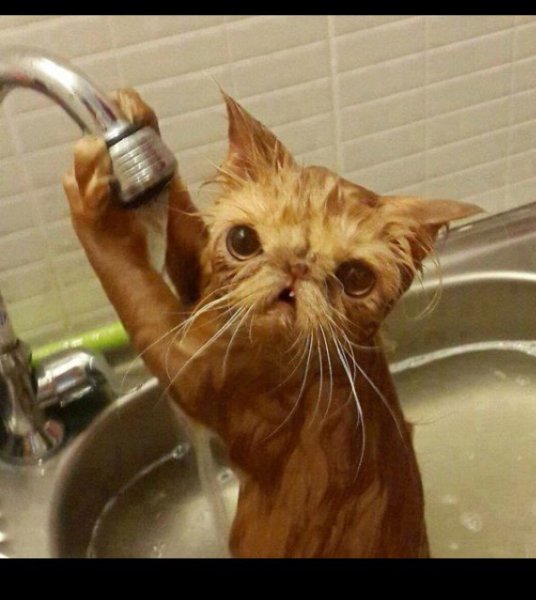 Котики смешные