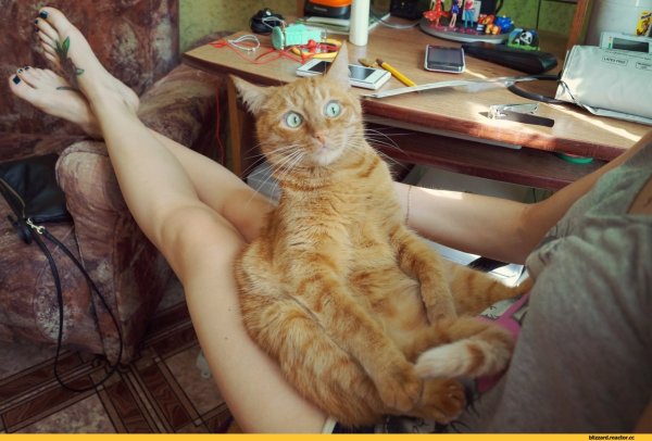 Прикольный рыжий кот