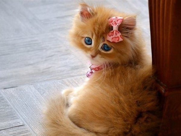 Рыжий котёнок