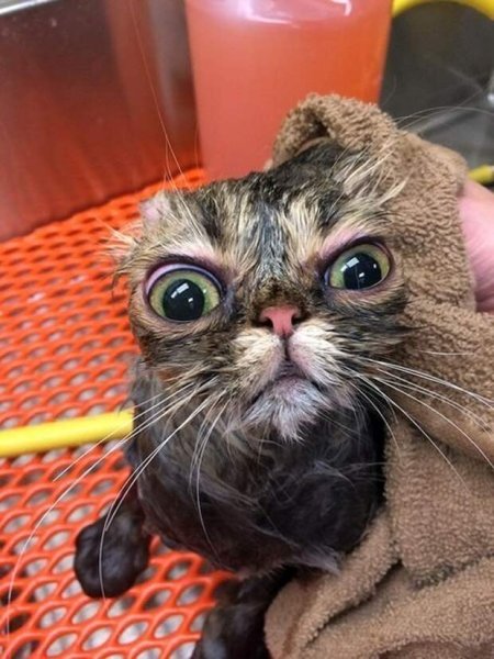 Угарные коты