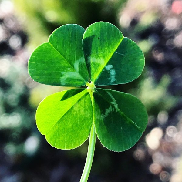 Четырехлистный Клевер» (Clover Leaf) Чарльз Джеймс
