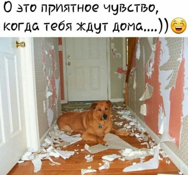 Собака ремонт