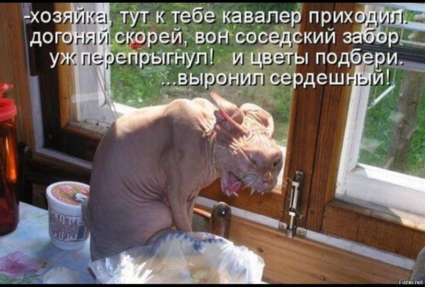 Кошки хозяева жизни