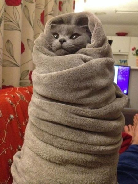 Котик завернутый в одеяло