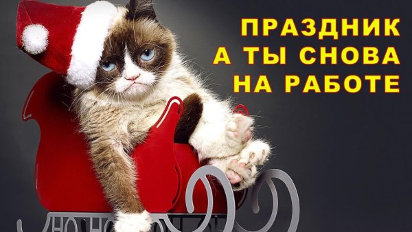 Недовольный новогодний кот