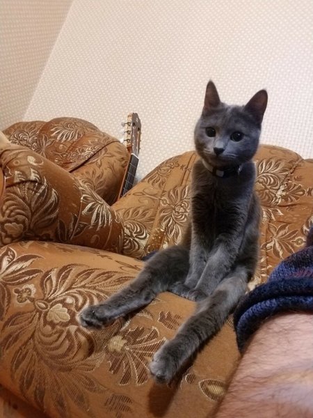 Прикольные картинки ждерт