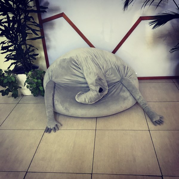 Ждун смешной