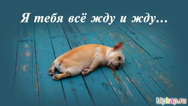 Я тебя жду картинки