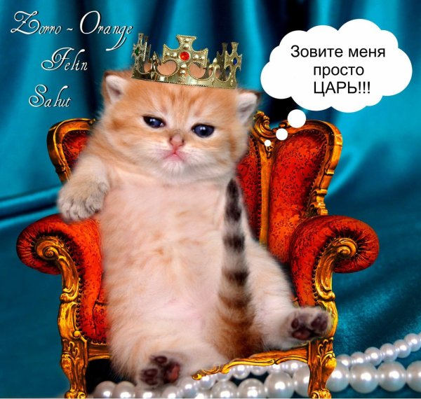 Привет царь