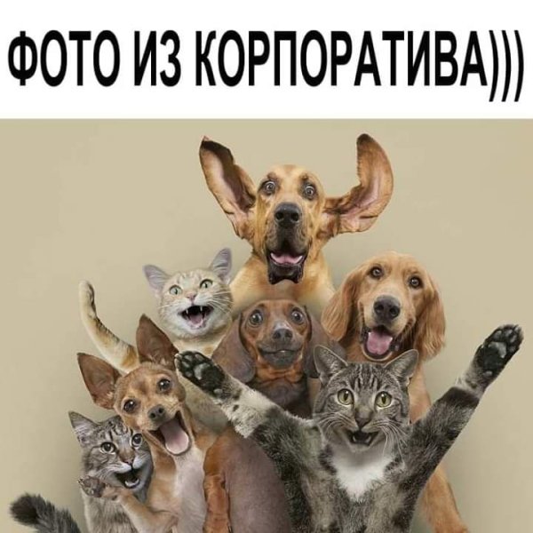 Котик на корпоративе