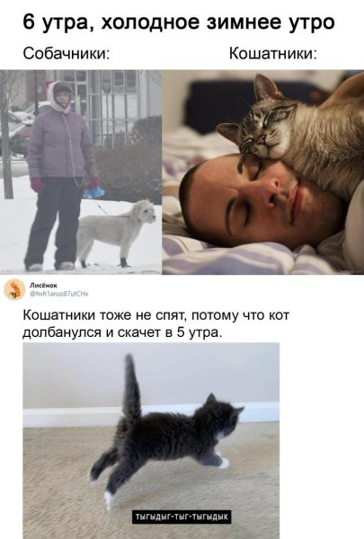 Кошатники и собачники