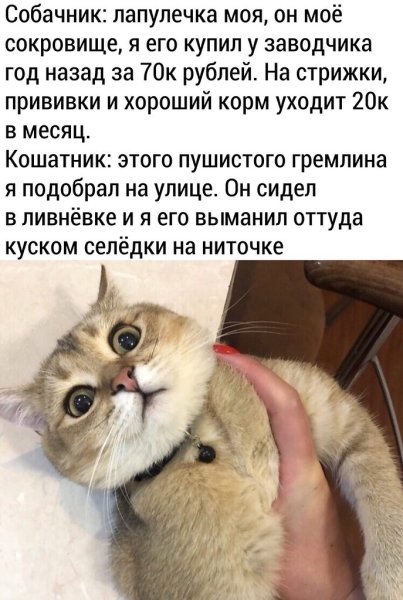 Утро собачника и кошатника