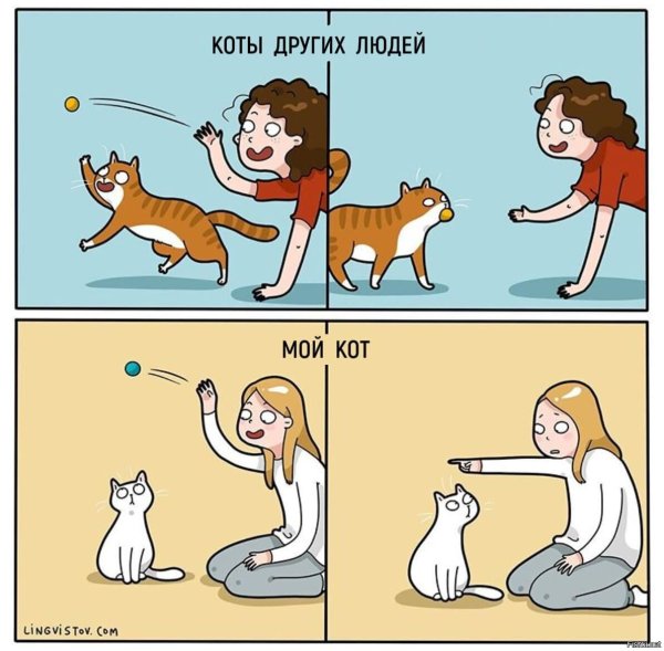 Жизнь кота