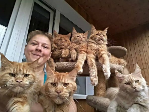 Тетка с кошками